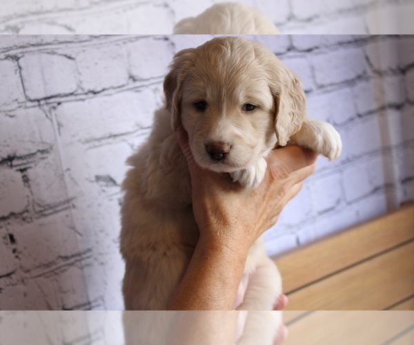 Medium Photo #11 Golden Mountain Doodle  Puppy For Sale in GREENEVILLE, TN, USA