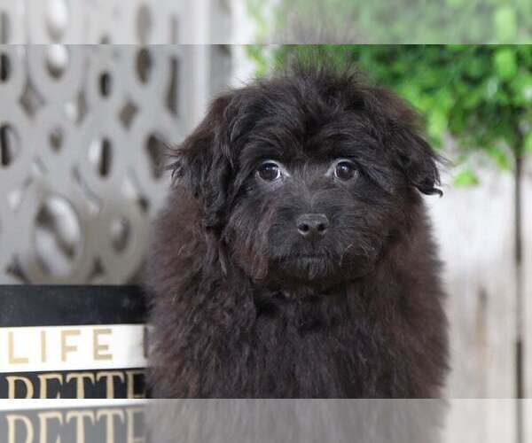 Medium Photo #2 Pom-A-Poo Puppy For Sale in MOUNT VERNON, OH, USA