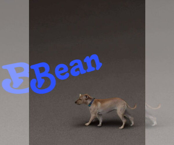 Medium Photo #1 Jack Russell Terrier-Labrador Retriever Mix Puppy For Sale in Princeton, MN, USA