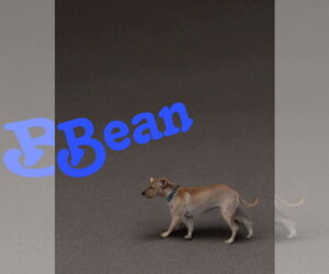 Jack Russell Terrier-Labrador Retriever Mix Dogs for adoption in Princeton, MN, USA