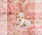 Small #32 Chihuahua