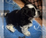 Small Photo #20 Schnauzer (Miniature) Puppy For Sale in PFLUGERVILLE, TX, USA