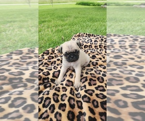 Pug Litter for sale in CORY, IN, USA