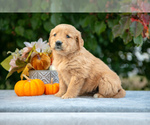Puppy Nala Golden Retriever