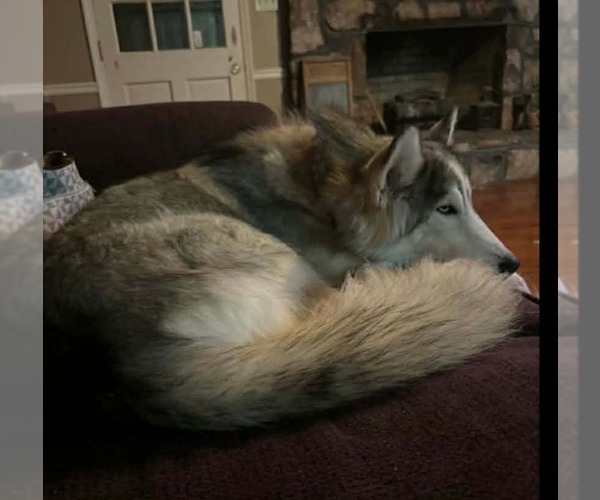 Medium Photo #3 Siberian Husky Puppy For Sale in Scottsboro, AL, USA