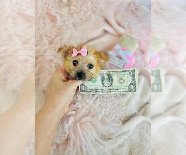 Medium Photo #8 Morkie Puppy For Sale in TAMPA, FL, USA