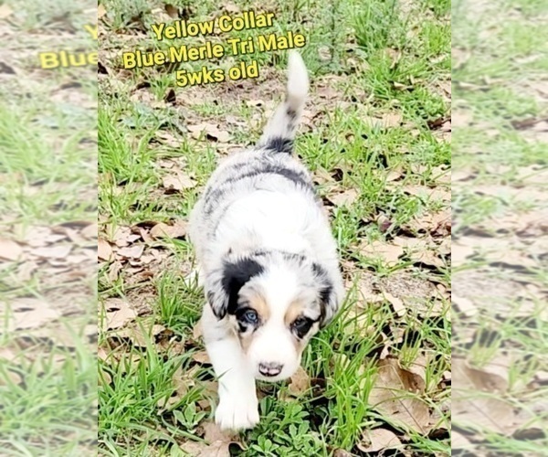 Medium Photo #8 Border Collie Puppy For Sale in ELMENDORF, TX, USA