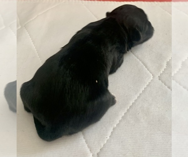 Medium Photo #1 ShihPoo Puppy For Sale in CLARE, MI, USA