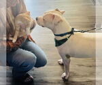 Small #4 American Pit Bull Terrier Mix