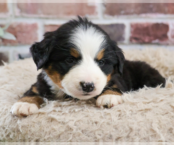 Medium Photo #7 Bernese Mountain Dog Puppy For Sale in SYRACUSE, IN, USA