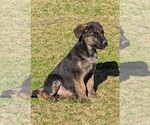 Small #5 Golden Shepherd