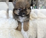 Small #7 Pomeranian