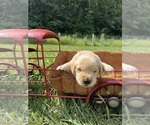 Small #8 Golden Retriever