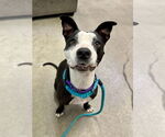 Small #5 American Pit Bull Terrier-Labrador Retriever Mix