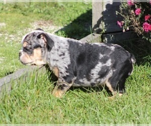 English Bulldog Puppy for sale in MARSHFIELD, MO, USA