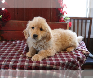Golden Retriever Puppy for sale in SHILOH, OH, USA