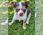 Small Photo #11 Chihuahua Puppy For Sale in CANYON LAKE, TX, USA