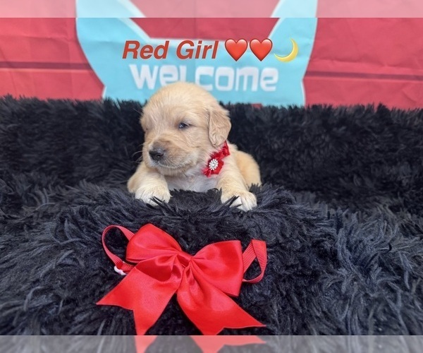 Medium Photo #29 Golden Retriever Puppy For Sale in ORLANDO, FL, USA