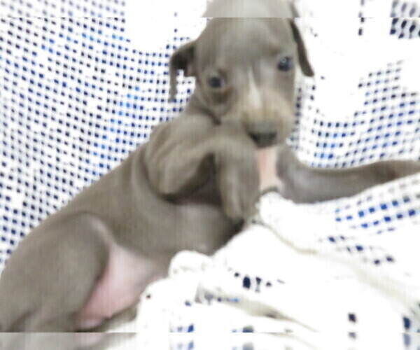 Medium Photo #2 Italian Greyhound Puppy For Sale in NORWOOD, MO, USA