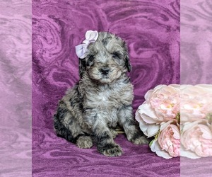 Double Doodle Puppy for sale in CHRISTIANA, PA, USA