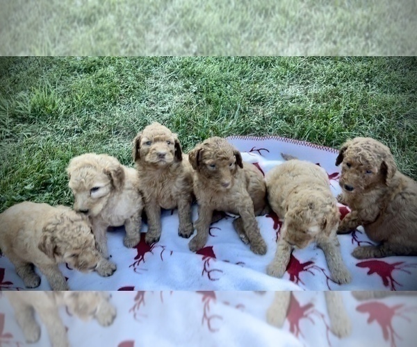 Medium Photo #5 Goldendoodle Puppy For Sale in CROTON, MI, USA