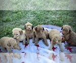 Small Photo #5 Goldendoodle Puppy For Sale in CROTON, MI, USA