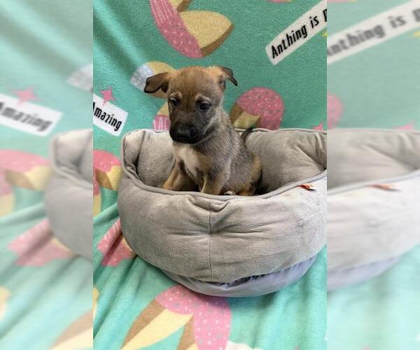 Medium Photo #1 German Shepherd Dog Puppy For Sale in Rosenberg, TX, USA