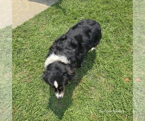 Mother of the Miniature Australian Shepherd puppies born on 01/06/2024