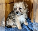 Small #13 Morkie
