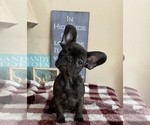 Small Photo #15 French Bulldog Puppy For Sale in PITTSBURG, CA, USA
