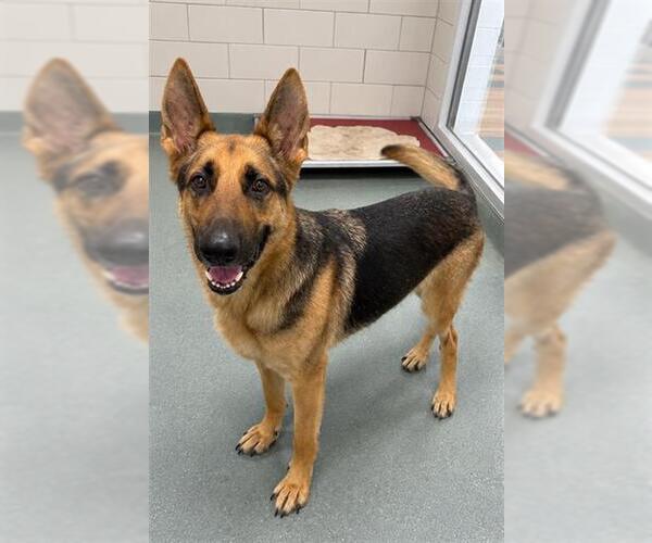 Medium Photo #2 German Shepherd Dog Puppy For Sale in Baytown, TX, USA