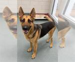Small Photo #2 German Shepherd Dog Puppy For Sale in Baytown, TX, USA