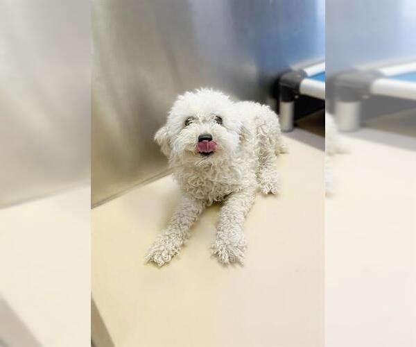 Medium Photo #2 Poodle (Miniature) Puppy For Sale in Sebec, ME, USA
