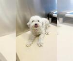 Small #1 Poodle (Miniature)