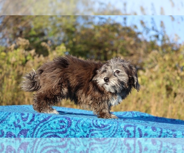 Medium Photo #22 ShihPoo Puppy For Sale in DYERSBURG, TN, USA