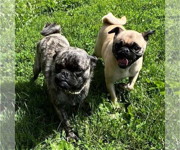 Medium Photo #3 Pug Puppy For Sale in Indianapolis, IN, USA