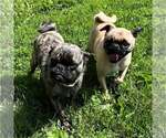 Small #2 Pug