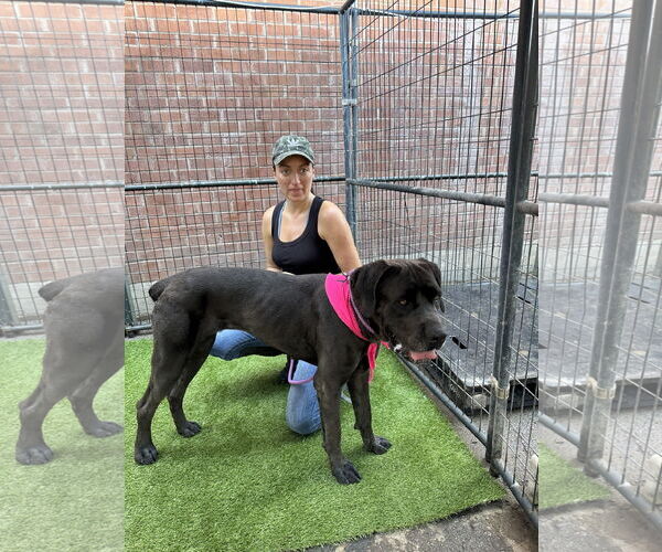 Medium Photo #3 Mutt Puppy For Sale in Goodyear, AZ, USA
