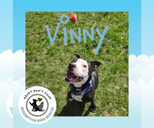 Mutt Dogs for adoption in Crystal, MN, USA