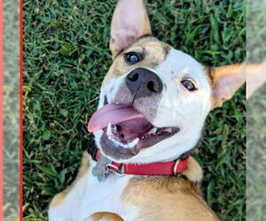 Labrador Retriever-Unknown Mix Dogs for adoption in Hillsboro, NH, USA