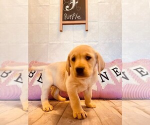 Labrador Retriever Puppy for sale in MAYSVILLE, GA, USA