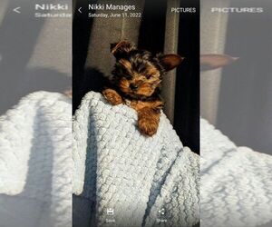 Yorkshire Terrier Puppy for sale in LEBANON, OR, USA
