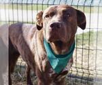 Small American Staffordshire Terrier Mix
