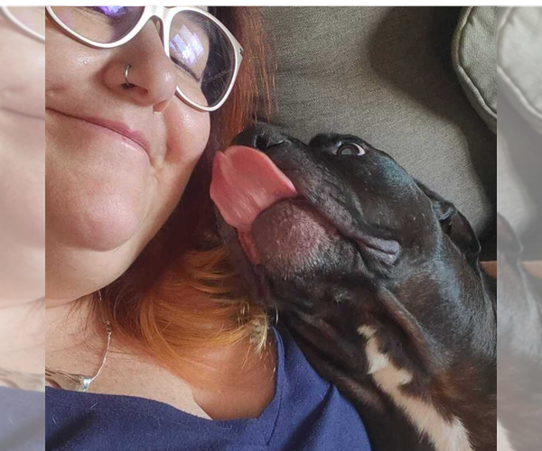 Medium Photo #15 American Pit Bull Terrier-American Staffordshire Terrier Mix Puppy For Sale in Caldwell, NJ, USA