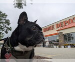 Small #15 French Bulldog