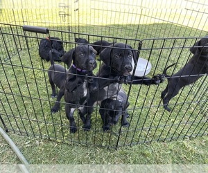German Shorthaired Lab Puppy for sale in QUEEN CREEK, AZ, USA