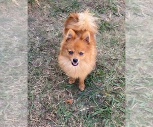 Father of the Pomeranian-Poodle (Toy) Mix puppies born on 08/07/2025