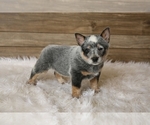 Small Photo #1 Australian Cattle Dog Puppy For Sale in HAWARDEN, IA, USA
