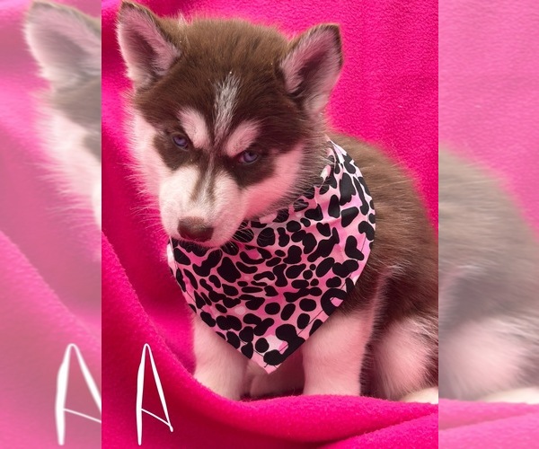 Medium Photo #2 Siberian Husky Puppy For Sale in PARK CITY, KY, USA