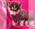 Small #1 Siberian Husky